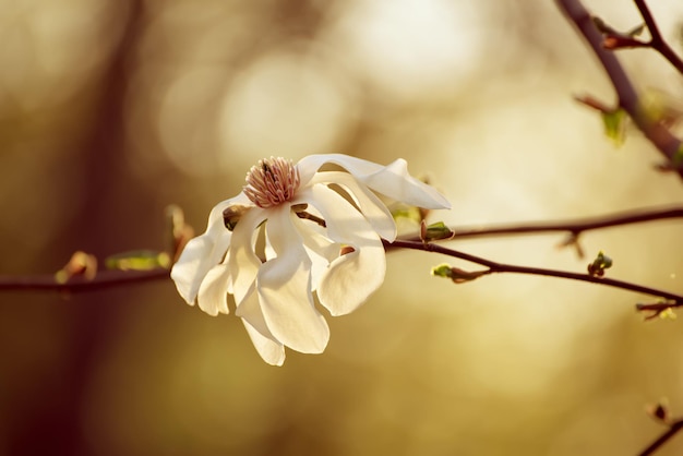 Blossoming of magnolia white flower in spring time at sunset retro vintage hipster image
