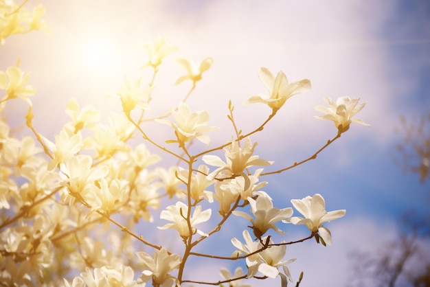 Blossoming of magnolia white flowers in spring time against blue sky natural seasonal background