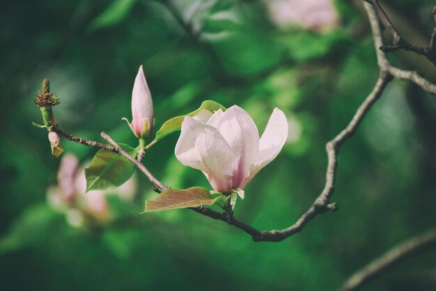 Blossoming of magnolia white flowers in spring time, retro vintage hipster image