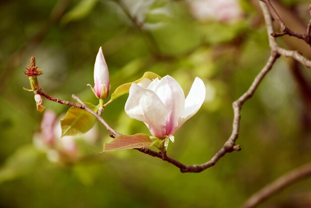 Blossoming of magnolia white flowers in spring time retro vintage hipster image