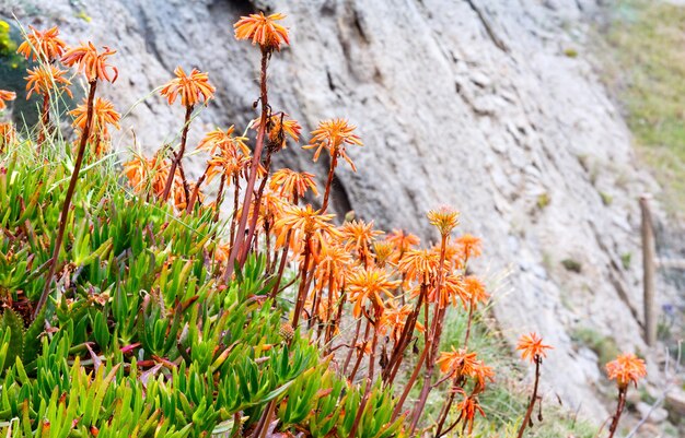 Blossoming orange aloe flowers and rock behind.