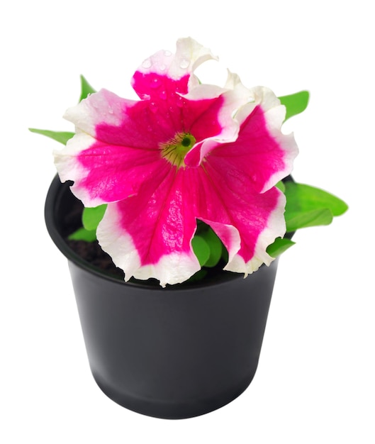 Blossoming petunia in pot isolated on white background. Flowers card