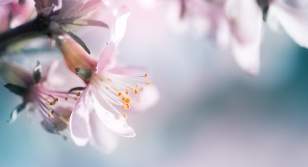 Blossoming pink almond on the branches. Spring abstract background of flowering almond tree close-up