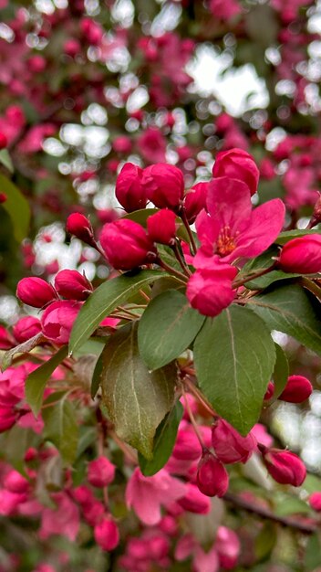 写真 花をかせているピンクのリンゴの木