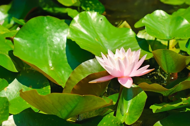 Blossoming of pink lily flowers in the swamp, natural background