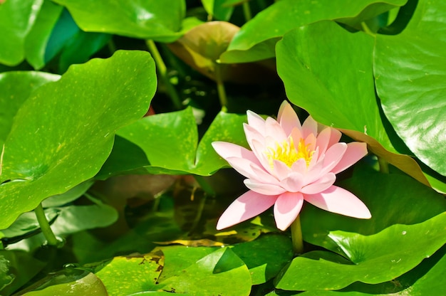 Blossoming of pink lily flowers in the swamp natural background