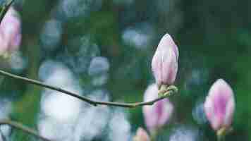 Photo blossoming pink magnolia flowers on the branches floral natural seasonal background