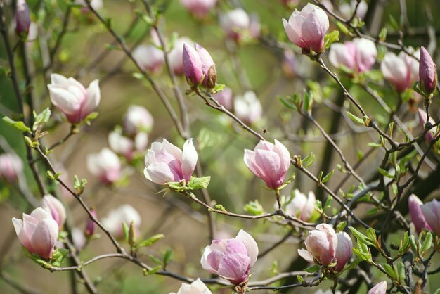 春の花の背景にピンクのモクレンの花の開花