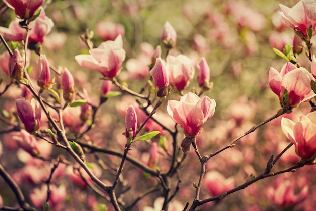 Blossoming of pink magnolia flowers in spring time, floral natural seasonal background