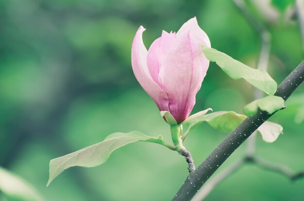 春の花の季節の背景にピンクのモクレンの花の開花