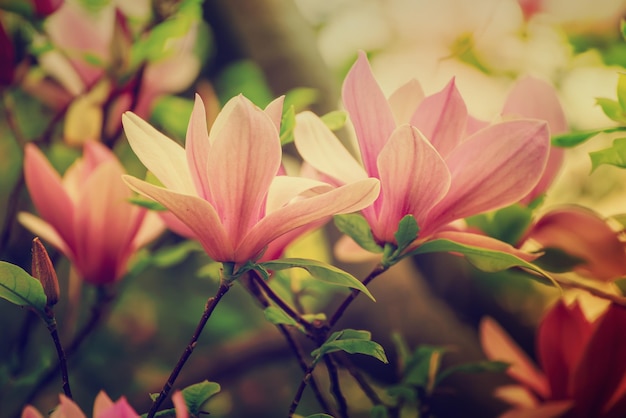 Blossoming of pink magnolia flowers with green leaves in spring time, floral natural seasonal background