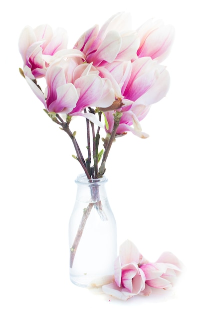 Blossoming pink magnolia  tree flowers in glass vase against white background