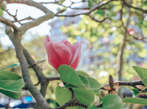 Blossoming of pink magnolia