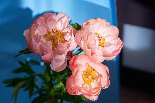 Blossoming pink peonies up close on a blurred background