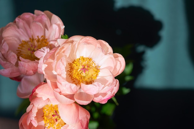 Blossoming pink peonies up close on a blurred background