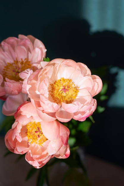 Цветущие розовые пионы вблизи на размытом фоне