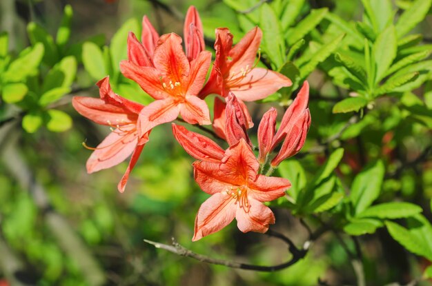 Blossoming of  pink and red rhododendrons and azaleas in the garden, natural flower background