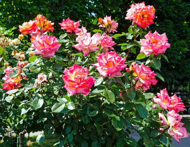 開花ピンクのバラの茂み（クローズアップ）