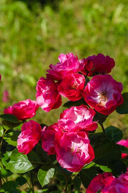 Blossoming pink roses in summer garden natural light