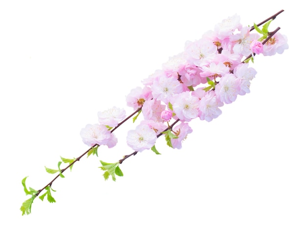 Blossoming pink sacura cherry  tree branches with flowers against white background