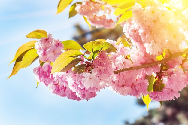 Blossoming pink sakura branch under sunlight