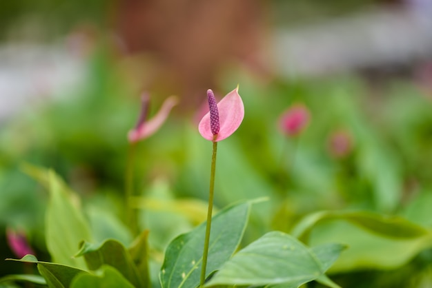 Blossoming plant of pink Anthurium or Flamingo flowers