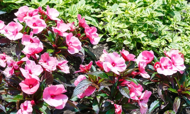 Blossoming plant with pink  flowers  closeup 