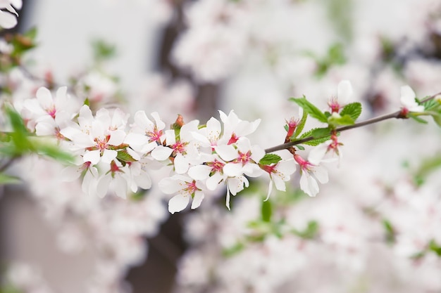 Blossoming of plum flowers in spring time with green leaves, macro