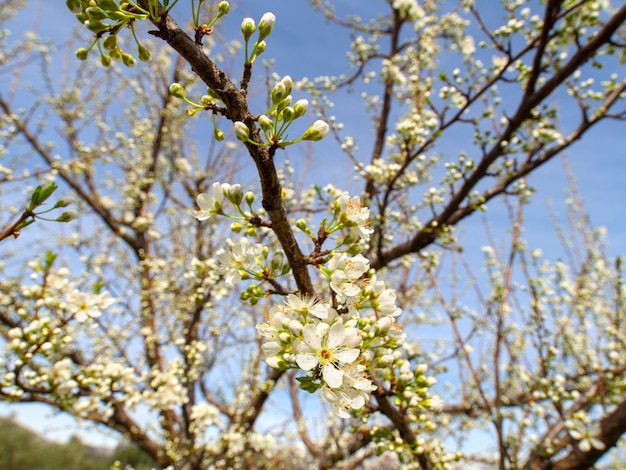 Blossoming plum tree flowers on a Sunny spring day in Greece