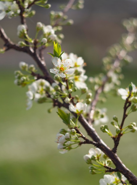 그리스의 화창한 봄날에 꽃이 만발한 매화 나무