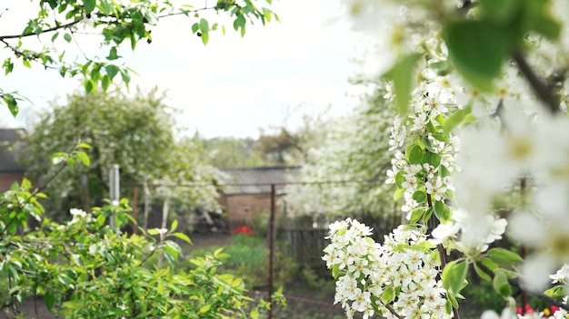 Blossoming plum tree in spring White flower petals of a fruit tree on swaying branches in the background of a garden