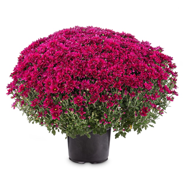 Blossoming purple chrysanthemum