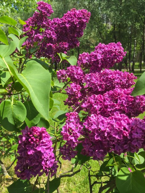 Blossoming purple lilac in the garden Closeup Location vertical