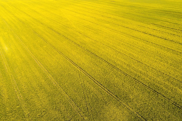 Blossoming rapeseed field in spring nature background top view