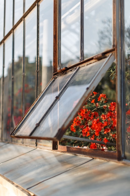 Blossoming красные азалии в парнике в слегка открытом окне, селективном мягком фокусе. Выращивание цветущих растений в ботаническом саду