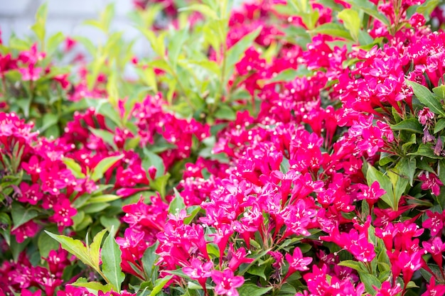 開花する赤いブッシュ。赤い紅い紅斑