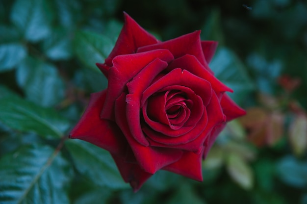 Blossoming red rose