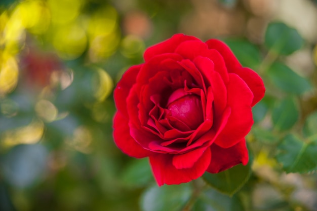 Blossoming red rose