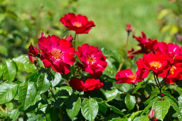 blossoming red roses plant 