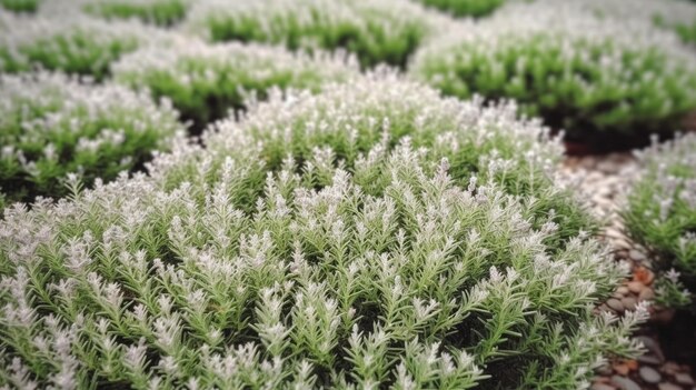 Foto piante di rosmarino in fiore nel giardino di erbe