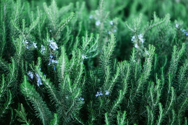 Blossoming rosemary plants with flowers on green bokeh herb background. Rosmarinus officinalis angustissimus Benenden blue field. 