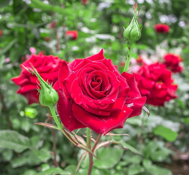 Blossoming roses in nature