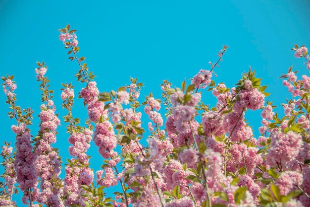 Blossoming sakura branches and blue spring sky background copy space