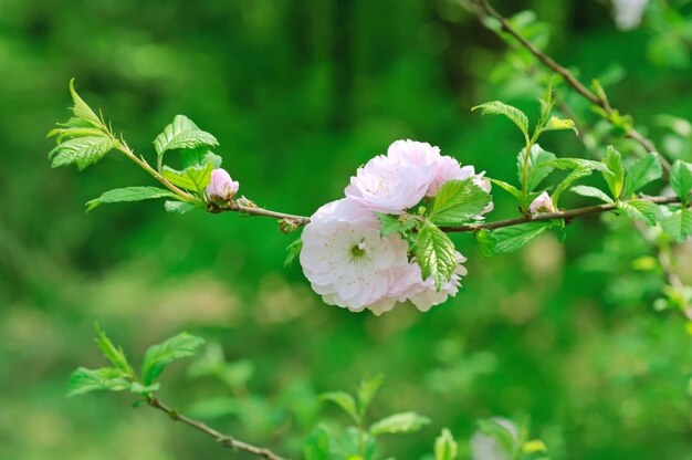 Fioritura dei fiori di sakura