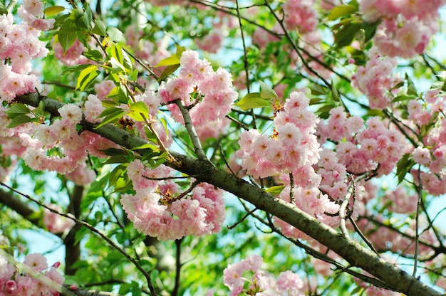 Цветение цветов сакуры