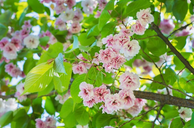 Blossoming of sakura tree flowers natural floral spring seasonal background