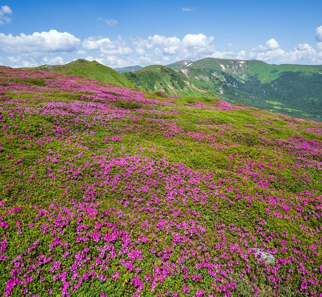 カルパティア山脈の開花斜面シャクナゲの花