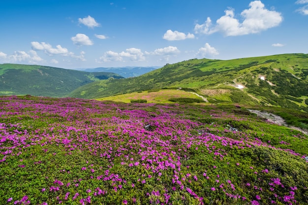 写真 カルパティア山脈の開花斜面シャクナゲの花