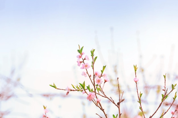 Blossoming spring branches closeup