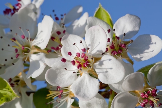 春の桜の開花